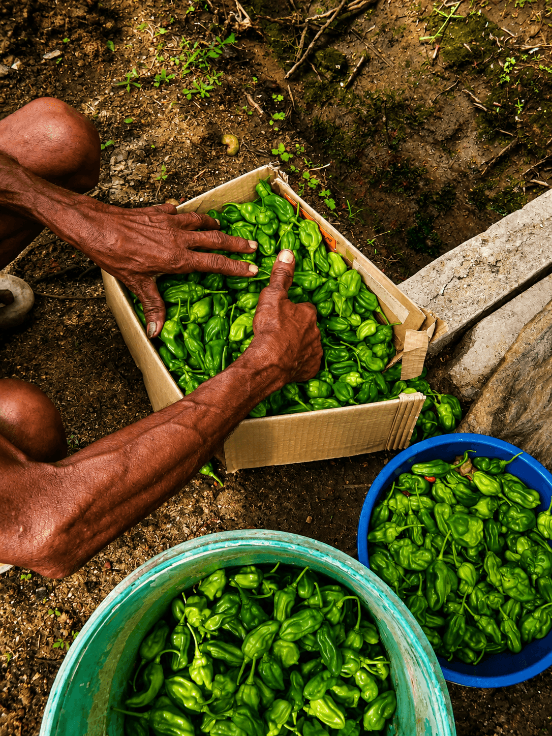 Growing Hope: Development of Micro Farms in Bandarawatte, Chilaw, Sri Lanka