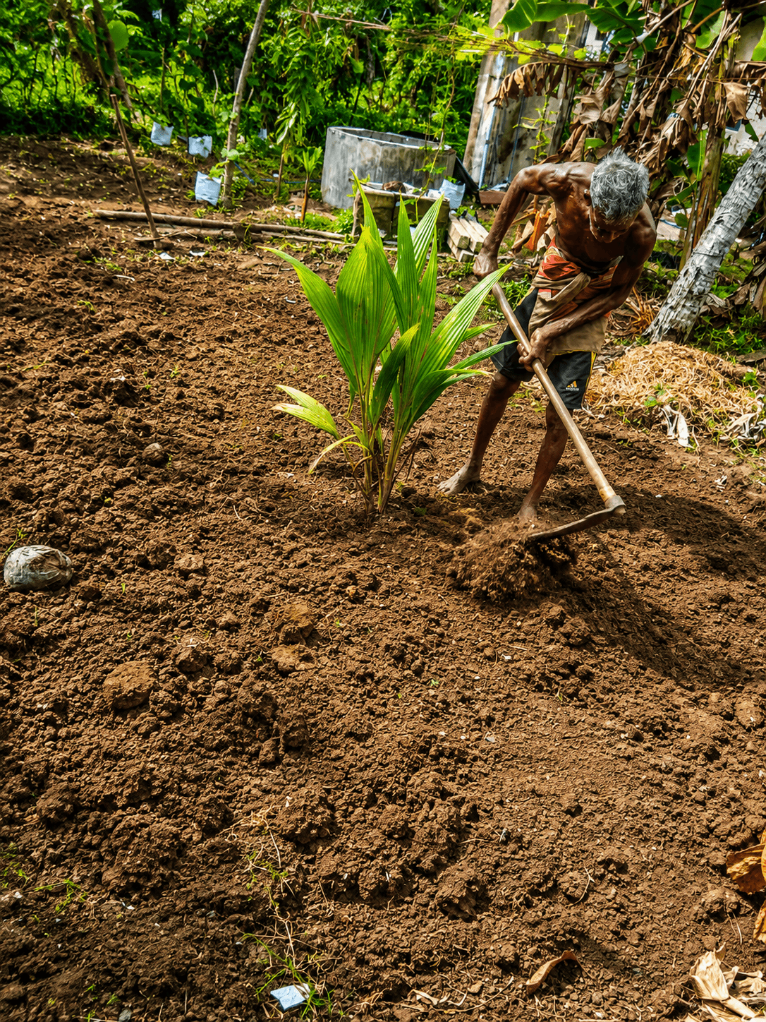 Growing Hope: Development of Micro Farms in Bandarawatte, Chilaw, Sri Lanka