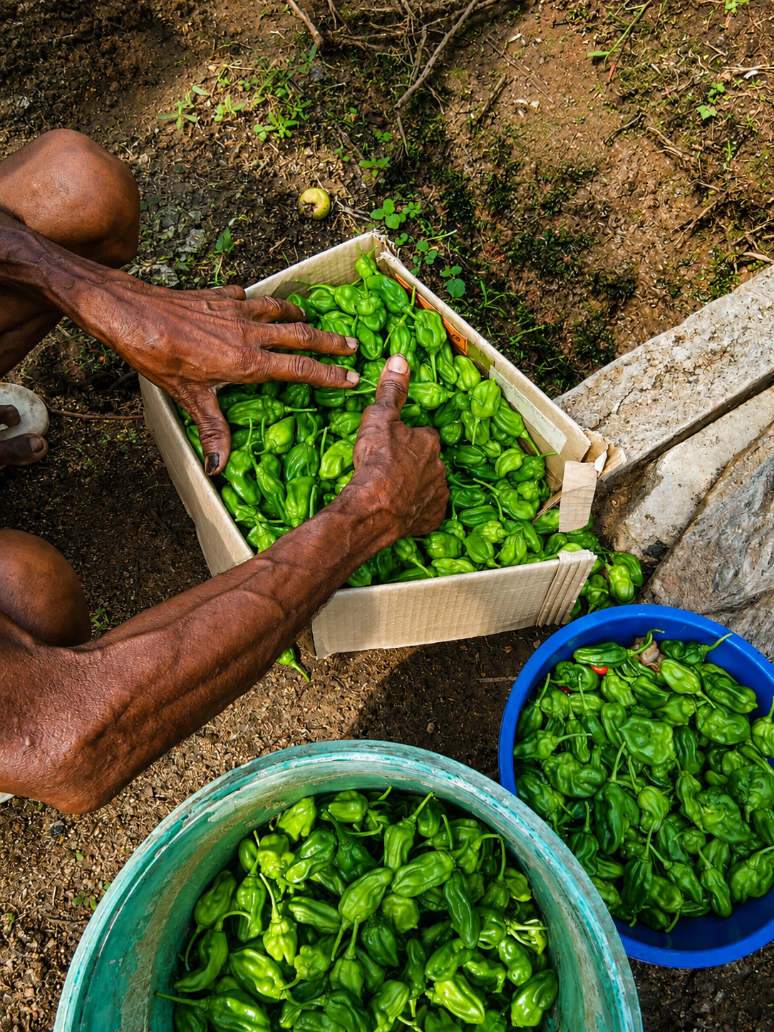 Growing Hope: Development of Micro Farms in Bandarawatte, Chilaw, Sri Lanka