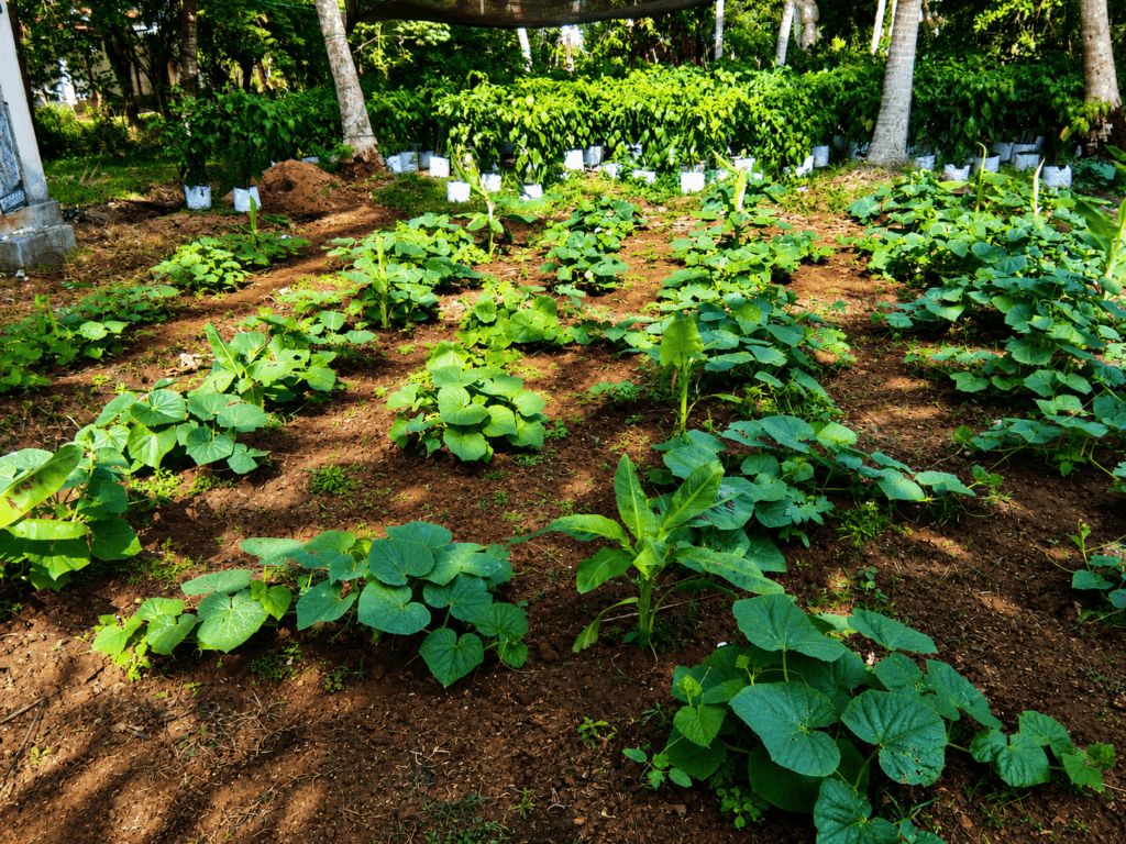 Development of Micro Farms in Bandarawatte, Chilaw, Sri Lanka
